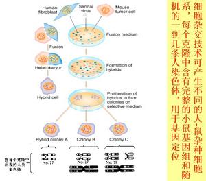 體細胞雜交