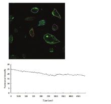 Martentoxin 對胞內鈣穩態的影響