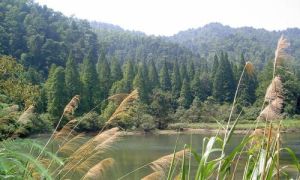 大礱下森林公園