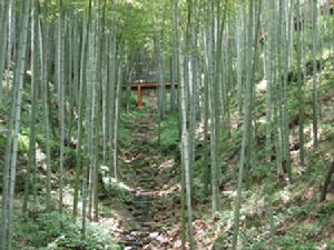 大板水國家森林公園