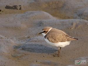 （圖）環頸行鳥