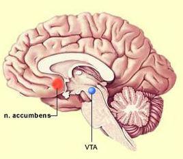 vta[中腦腹側被蓋區]