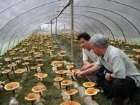 龍泉靈芝孢子粉生產基地