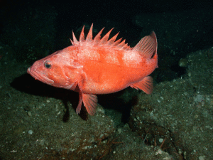 黃眼岩魚