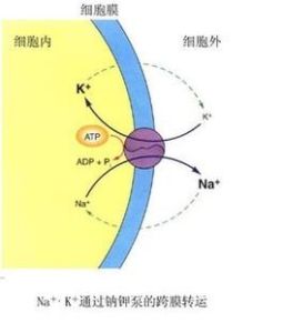 細胞膜電位