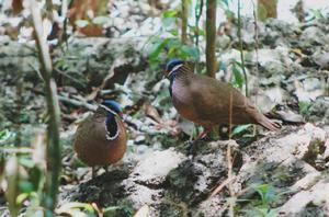 藍頭鶉鳩