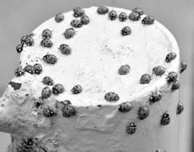 七星瓢蟲大爆發 七星瓢蟲大爆發