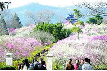 南京梅花山梅花景色