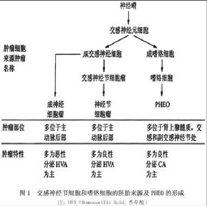 （圖）發病機制