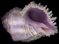 粗皮珊瑚螺