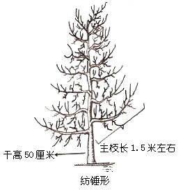 樹形適宜