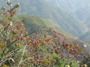 （圖）楓坪村