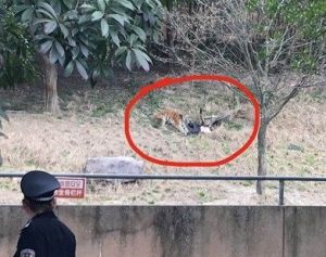 1·29寧波雅戈爾動物園老虎傷人事件
