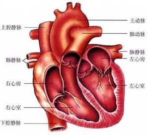 右心衰竭