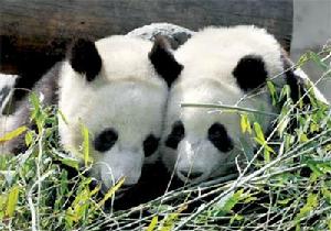 插崗梁大熊貓自然保護區