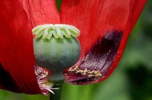 罌粟花 罌粟是製取鴉片的主要原料 同時其提取物也是多種鎮靜劑的來源 如嗎 百科知識中文網