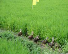 鴨田稻有機水稻基地