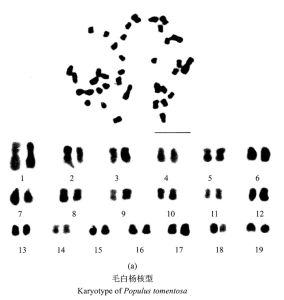 響楊