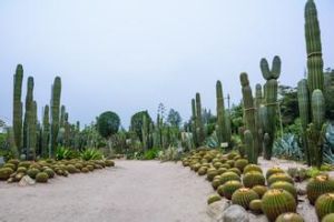 廈門園林植物園