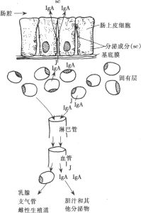 黏膜免疫系統