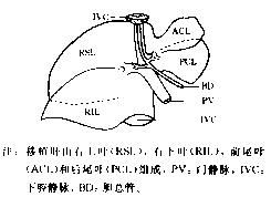 急性肝功能衰竭