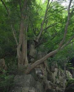 國家森林公園