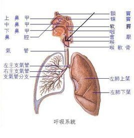 胸腹式聯合呼吸