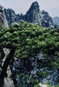 黃山原野旅行社