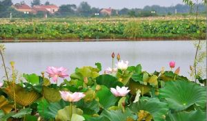 鑫農湖荷花濕地公園