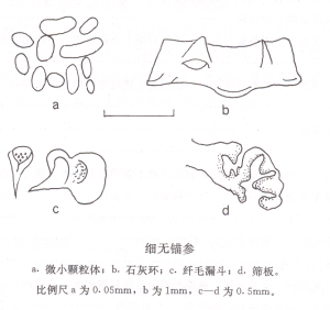 形態圖片