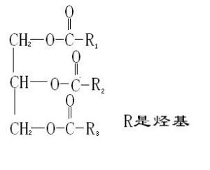 水解產生的脂肪酸和甘油一酯