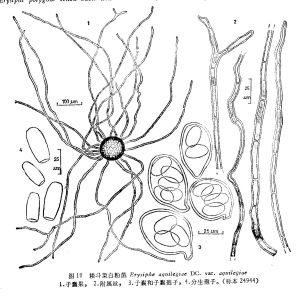 耬斗菜白粉菌