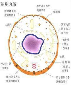 透明質