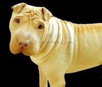 Shar Pei