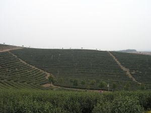 長興雨潤茶葉種植基地