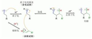 酸催化的羥醛反應機理