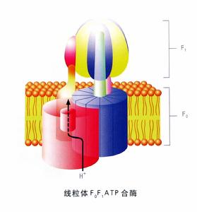 ATP酶