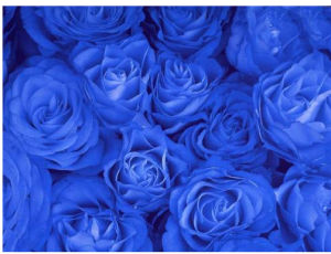 Blue rose