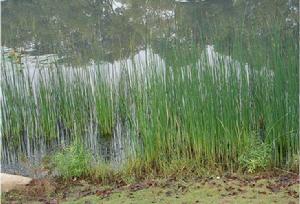 Scirpus tabernaemontani Gmel.