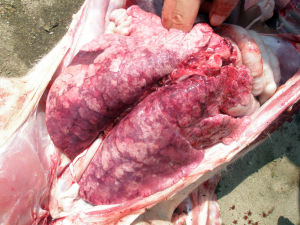 病變的豬肺臟