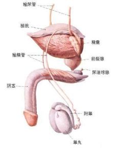 睪丸活檢