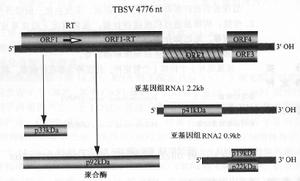 番茄叢矮病毒的基因組及其產物