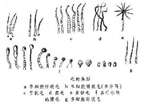 蕨類植物門