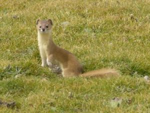 Mountain weasel