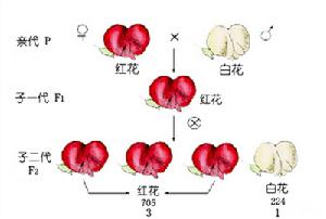 孟德爾學說