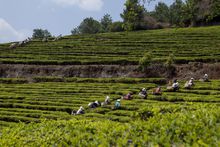 雙柏縣茶園