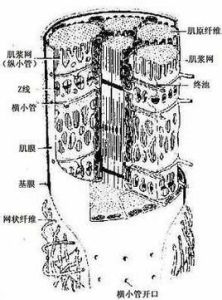 三聯體[生理學名詞]