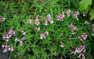 蔓莖蠅子草