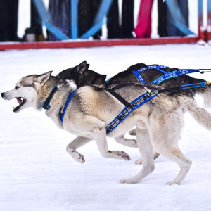 西伯利亞雪橇犬