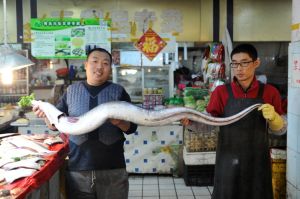 青島漁民捕獲近兩米長重45斤巨型海鰻魚